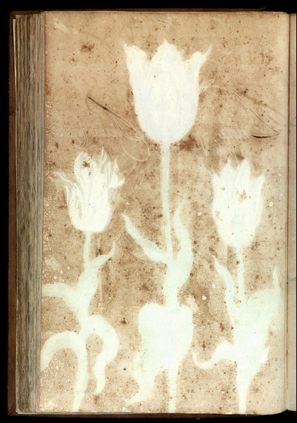 Hortus Amoenissimus Omnigenis Floribus, Plantis, Stirpibus