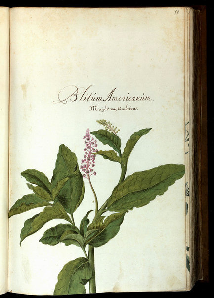 Hortus Amoenissimus Omnigenis Floribus, Plantis, Stirpibus