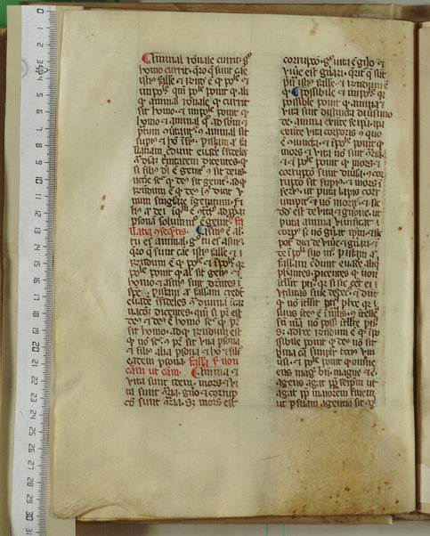 Pandette; Liber natalis pueri parvuli Christi; Liber lamentationis philosophie; Liber de Deo ignoto et de mundo ignoto; Liber facilis scientie; Liber de divina unitate et pluralitate; De efficiente et effectu; De fallatiis quas non credunt facere alicui qui credunt esse philosophantes contra purissimum actum dei verissimum et perfectissimum; Disputatio Raymundi et averoyste; Liber contraditionis; De silogismis contradictoriis; Sermones contra errores averoys; Demonstratio per equiparantiam; Liber correlationorum ignotorum; Liber de forma dei; De existentia et agentia dei; De questione valde alta et profunda