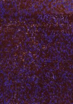 spartito/BVE0310127/168