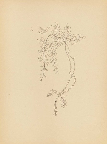 Madama Butterfly : (da John L. Long e David Belasco) : tragedia giapponese di L. Illica e G. Giacosa / musica di Giacomo Puccini ; opera completa [per] canto e pianoforte, riduzione di Carlo Carignani